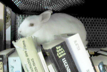 literary rabbit